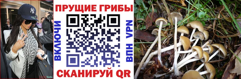 Псилоцибиновые грибы GOLDEN TEACHER  Купить закладки  Дегтярск 